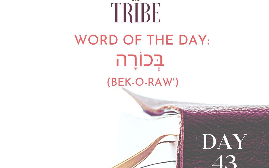 Day 43: A Permanent Birthright (Bible Tribe Genesis 25–28)