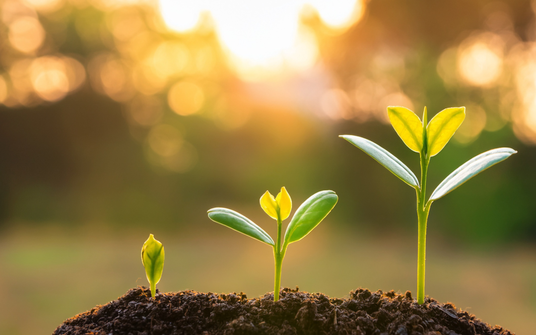Seeing the Quiet Work of God When Progress Seems Slow